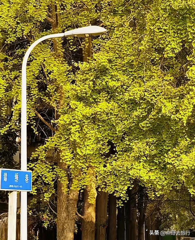 成都市中心最美银杏观赏地，这6处你去过吗？都不要门票！