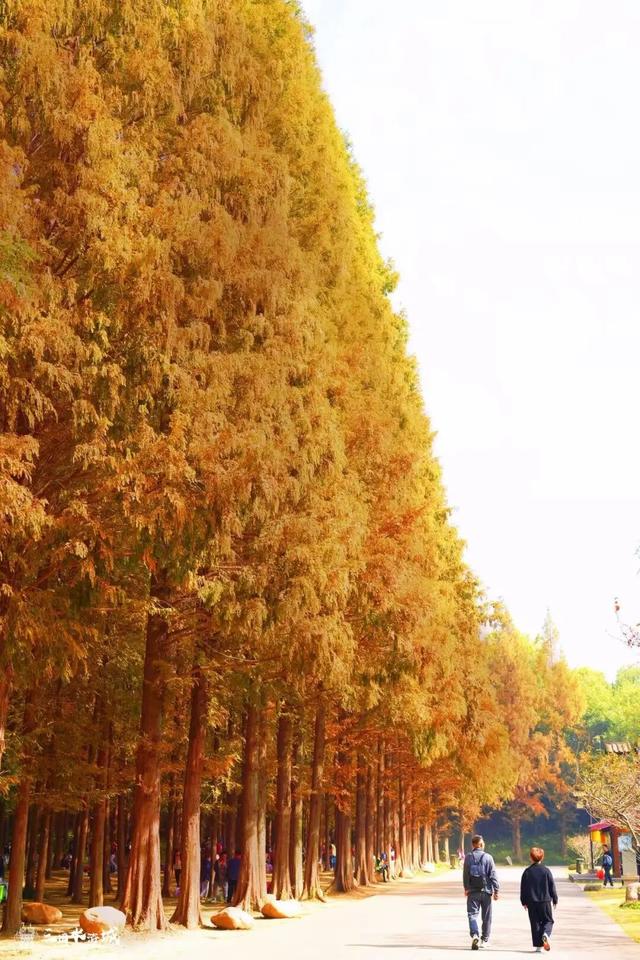 秋日预“景”！接下来的三国水浒城是这样的~