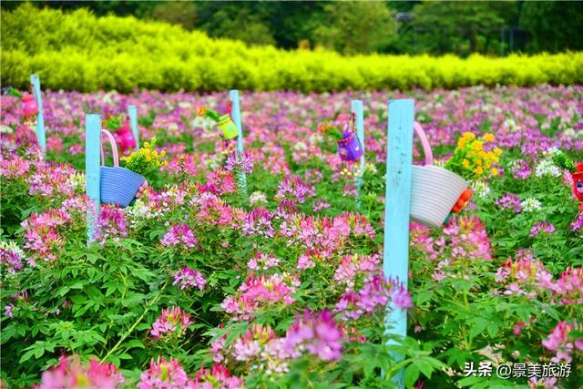 国庆邀约佛山卡玛花世界：在诗词花海中寻觅秋日情绪价值