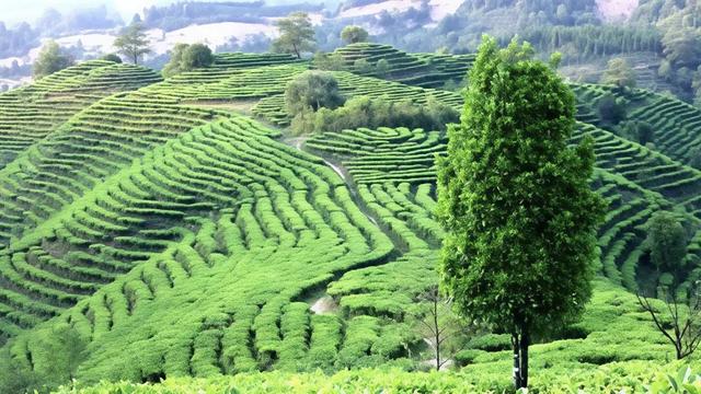 州 庆 ,去 绿 春 过 节 !