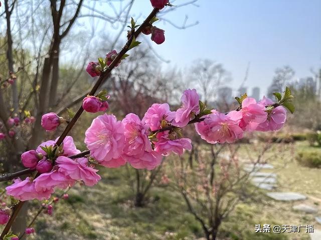 最新 | 天津水上公园公告！