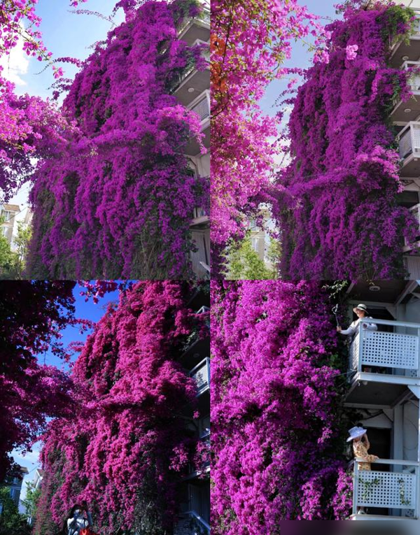 云南一户人家门口的花，开出了五层楼的“瀑布”，太壮观了