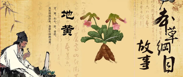 药师说中药（8）——地黄