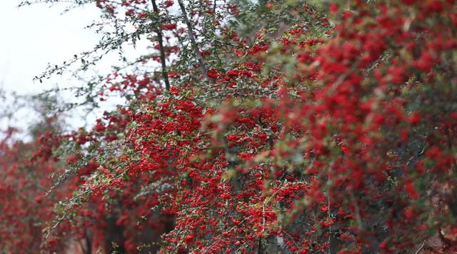 秋假来了,来龙卦山中寻诗意