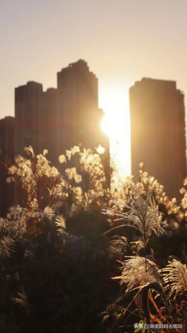 不用去南京，长沙也藏着 “梧桐秘境”！遛娃拍照美到窒息！