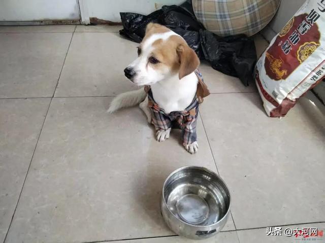 小狗国庆“被弃高速”不吃不喝苦等主人，主人返程特意绕行数十公里来找它：不是故意丢弃