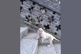 太暖心！全网关注的五台山小狗在沈阳安了家！图片