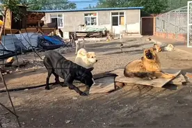 河北承德土犬因霸气走红被称“最强阿尔法”，主人：养了一百多只狗，它打架打成了狗王图片