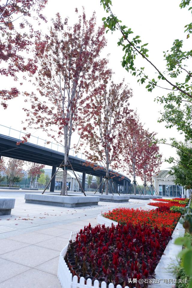 红叶知秋 赏景正当时石家庄公园广场红枫进入最佳观赏期