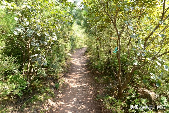 延庆应梦寺（五）：山巅极目收千嶂，林海听风涤尘心