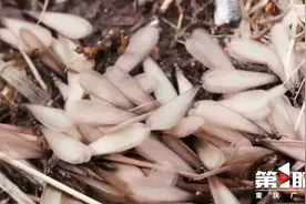 重庆多地出现“涨水蛾”，这是啥？有害吗？专家来解答图片