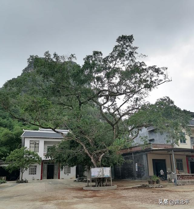 广西崇左市大新县边境线上的小圩，千年枯树能否成为热门打卡地
