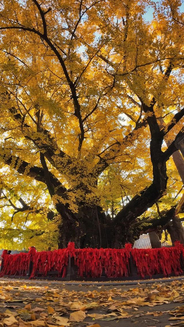 日照深秋“顶流”已就位！这组上新的“屏保”，绝美！