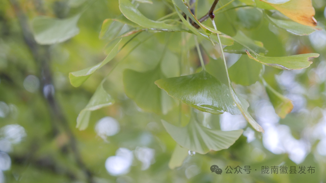 十月秋雨润田河 嘉陵镇银杏梦谷现水墨画卷​