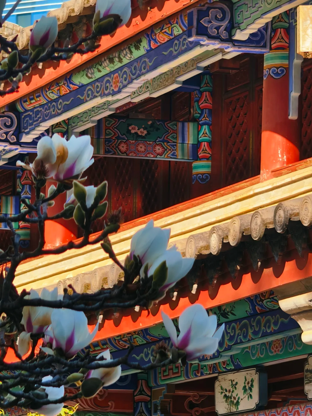 大寒至，春可期，昆明这些地方繁花似锦！