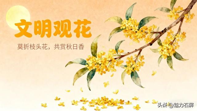 桂花飘香招人爱 怜香惜花不伸手