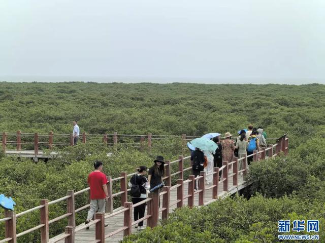 绿动广西 | 当“跳跳鱼”邂逅“海上森林”