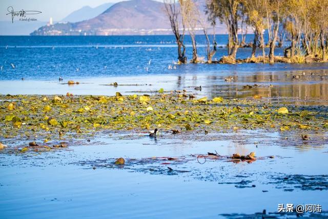 隐藏在洱海边的野营地很多,下关浅滩的土坝就挺有意思,游客罕至