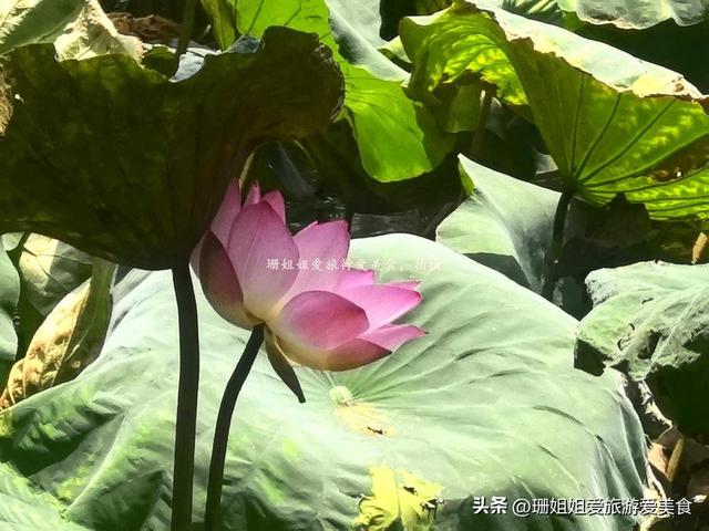 夏末游玩惠州丰渚园：古筑映荷添雅，尾季荷花“私藏”角度显惊艳