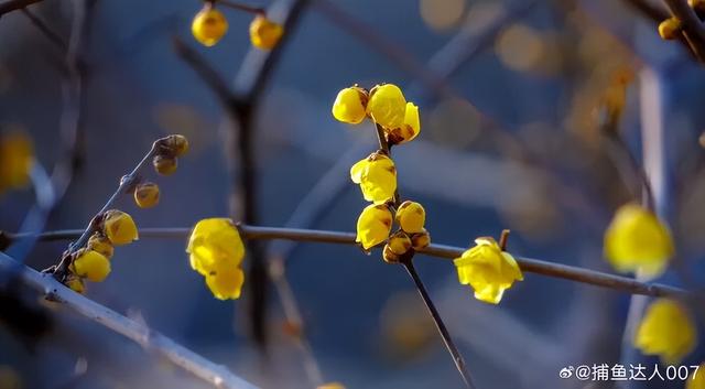 济南第一波蜡梅开了！这些赏梅地，赶紧冲！