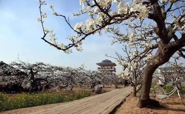 运河古驿、千年梨海、舌尖非遗：揭秘泊头最值得体验的三件事儿