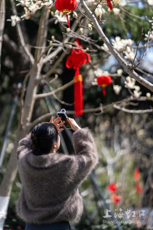 抬头看白玉兰，还能登顶“白玉兰”！虹口的春天太会了！