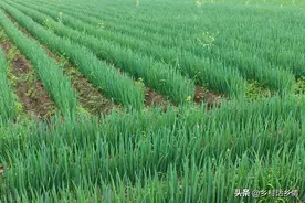 韭菜多久割一次好？小葱什么时候移栽好？这个时间段才是最合适图片