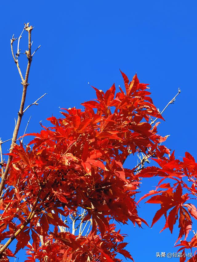 秋霜寒，秋叶艳，秋林醉，在家乡小城，邂逅一场姗姗来迟的秋景