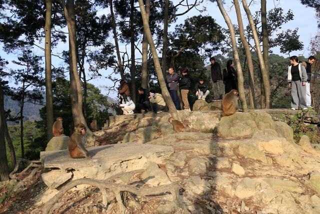 黔灵山的猴子真的会拧开瓶盖喝水