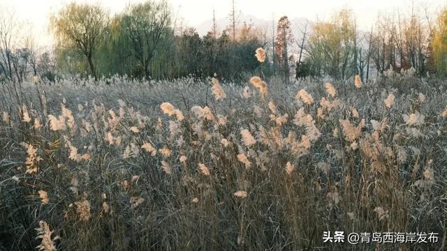 超级出片！西海岸这片芦苇荡氛围感拉满！