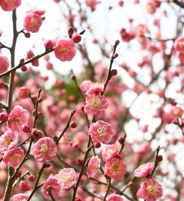 成都市内最美红梅观赏地，1000米梅花长廊，堪称性价比之王！