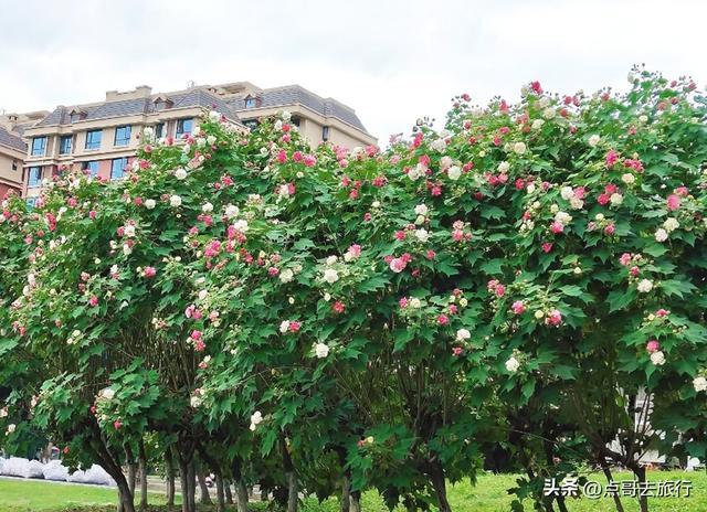 成都芙蓉花最新攻略，公交车直达，一处比一处惊艳，4处都免费！
