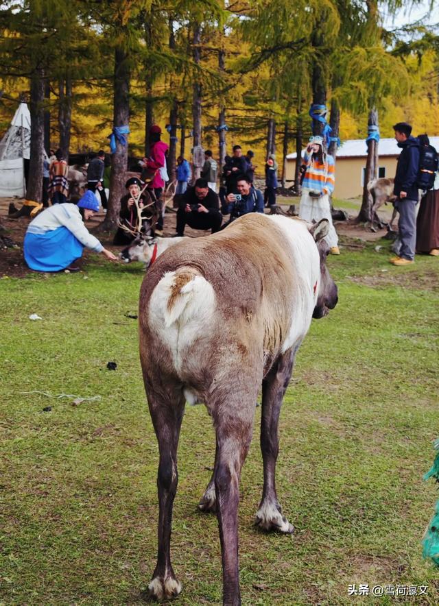 在深秋的根河邂逅驯鹿
