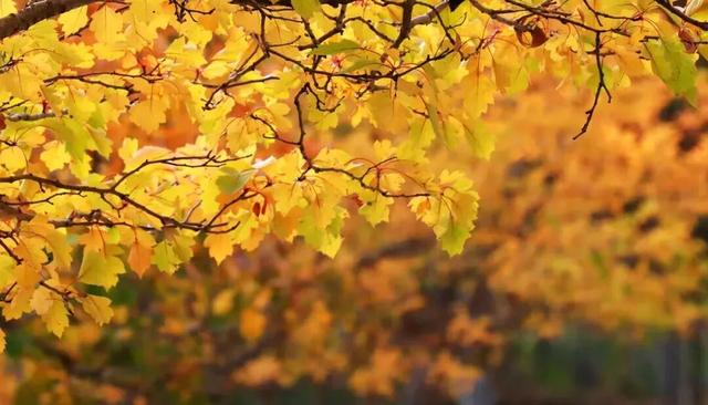 赏“秋”正当时！来太原这个公园遇见最美秋日