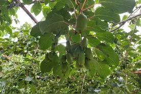 从藏在深山到双十一日销万斤，一颗“山中野果”如何走红拼多多？图片