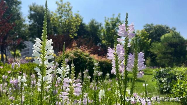 太原盛夏：公园里的花事盛宴