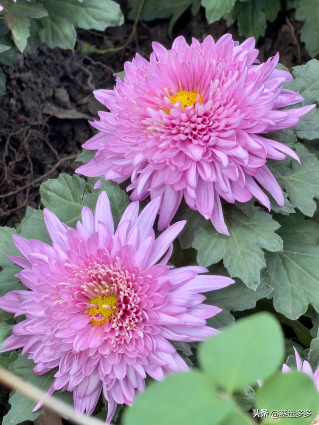 重阳节，上海赏秋之美