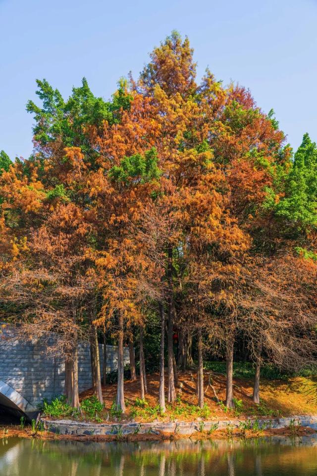 莲花山落羽杉，红了！