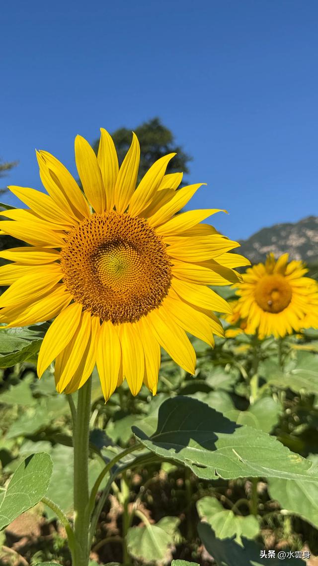 🌻【昌平区溜石港村高山梯田向日葵花海旅游攻略】🌻