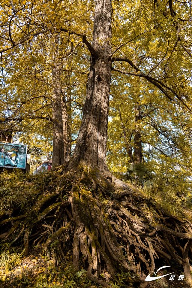 金叶映古驿!妥乐千年诗意,此刻正当赴