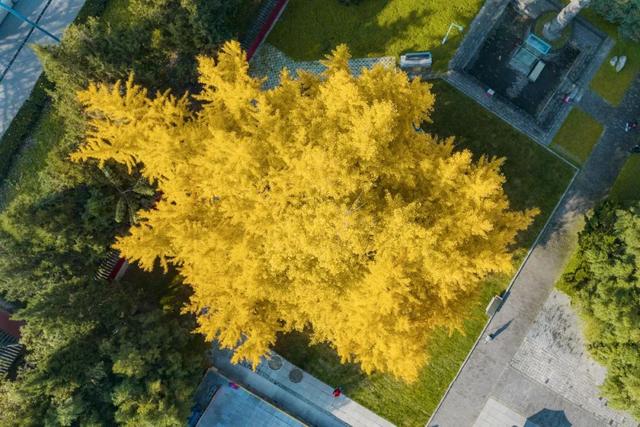 顶流回归！西安5个绝美银杏打卡地！