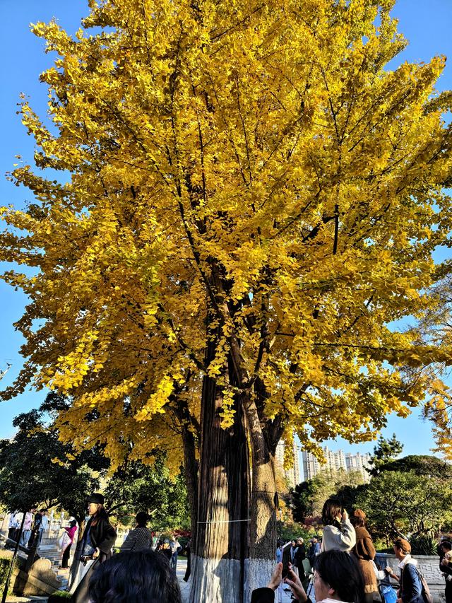 银杏的金色絮语