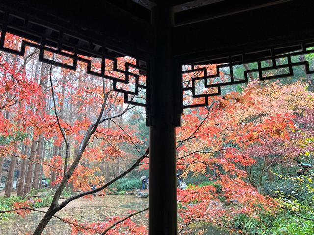 杭州红叶季：桂花之后百花杀，旖旎红叶胜百花。