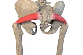 经常屁股疼腿疼，可能是“梨状肌综合症”！盘点6个小知识图片