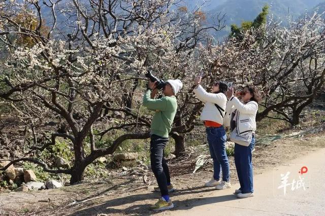 千树万树“李”花开!广州从化桂峰村迎来南国“雪”景