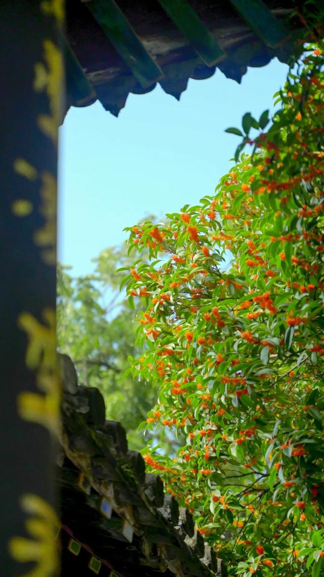 pong香！汉中的桂花怎么全“想开了”→
