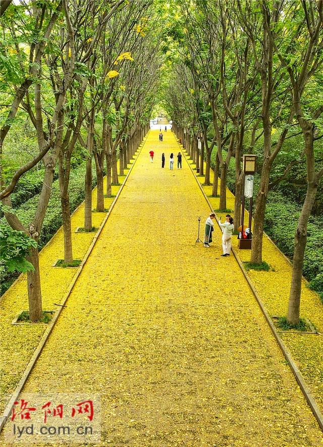 隋唐城遗址植物园：缓扫落花 留住诗意秋景