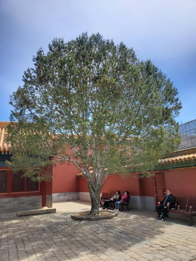 白皮松：才是皇家园林的终极审美