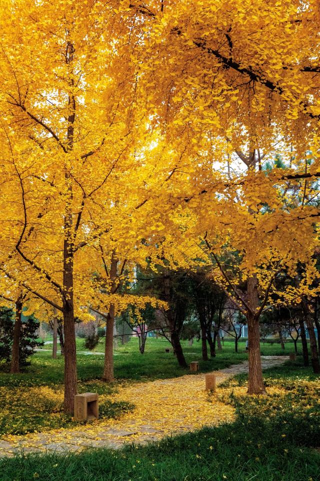 都跑去地坛看银杏了？北京中轴线南边的公园，藏着一处小众银杏林