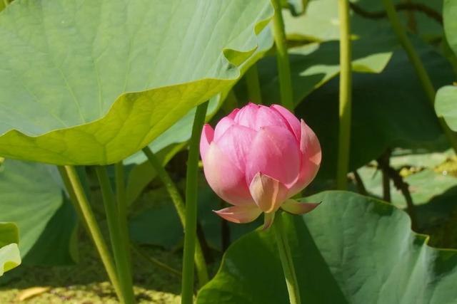 西和晚霞湖：荷韵夏意浓 赏荷正当时